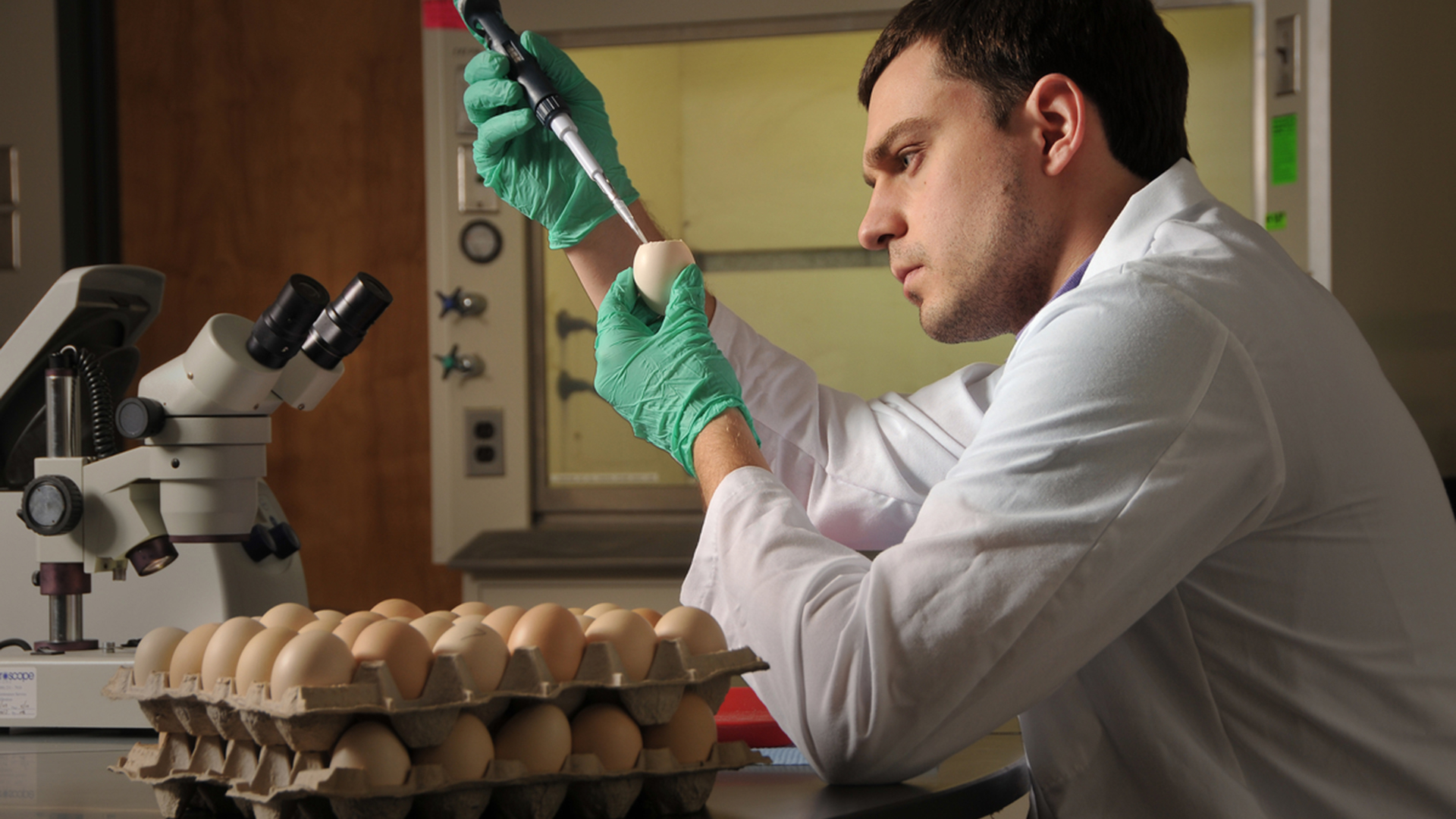 scientist taking sample of egg