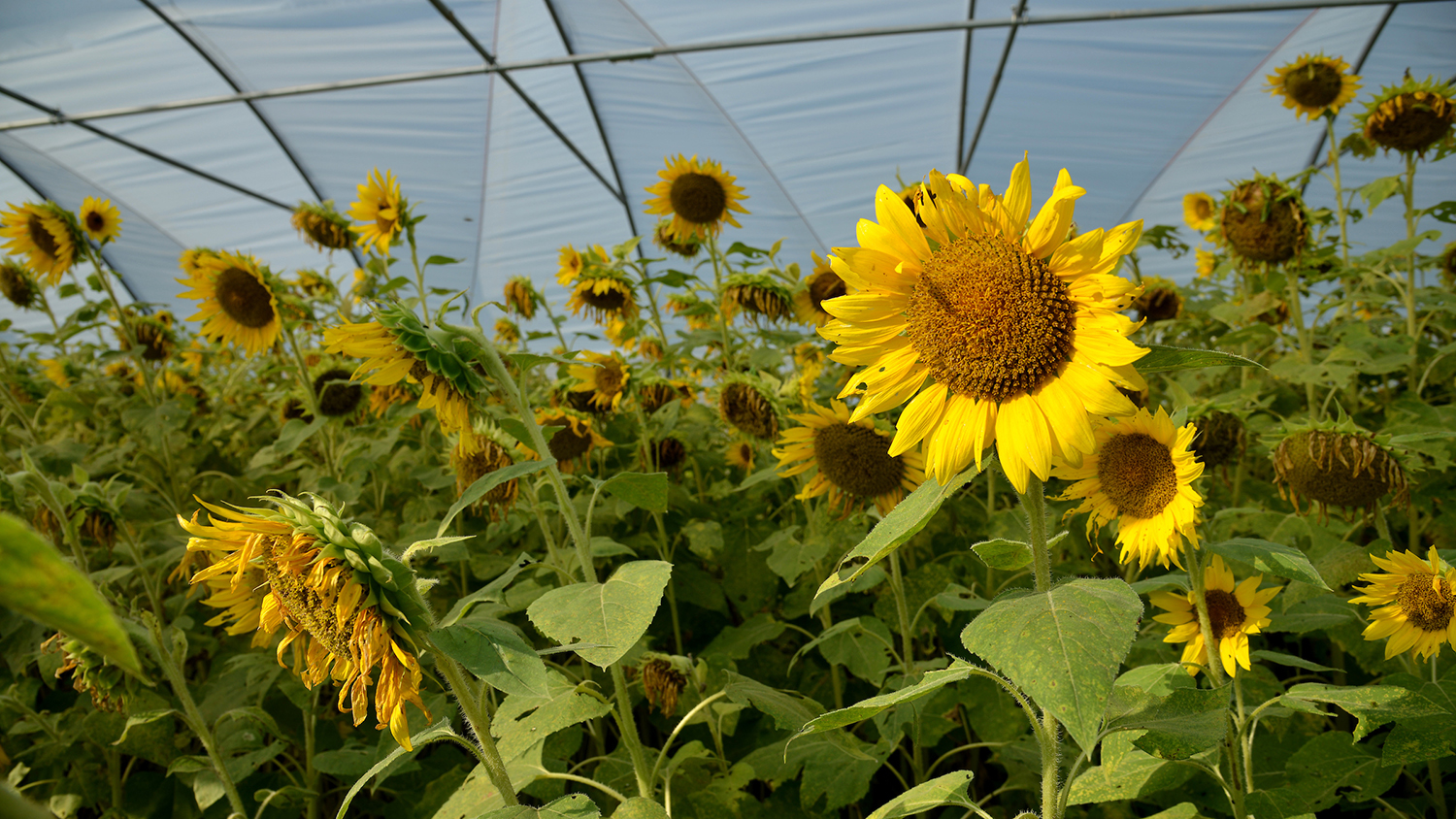Sunflowers at the Cover Crop Conference at the Center for Environmental Farming Systems at Cherry Research Farm outside Goldsboro, NC.