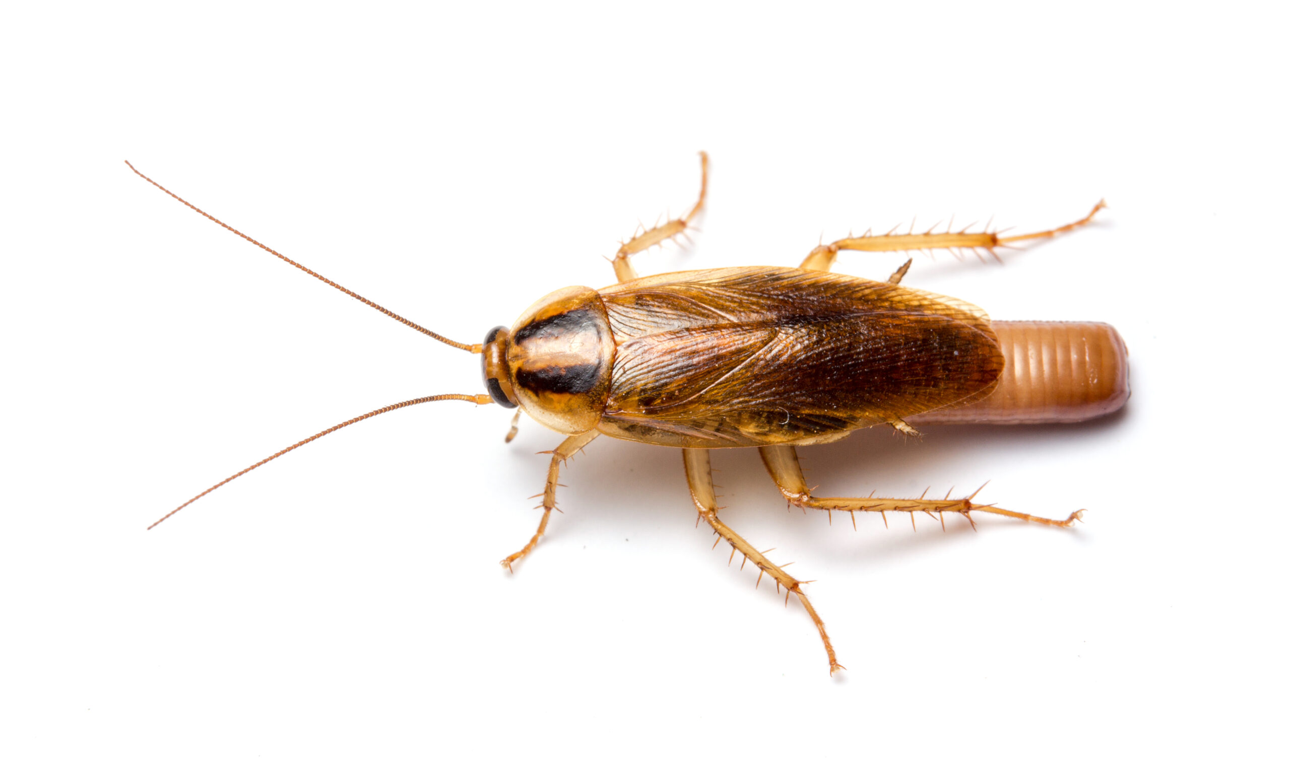 German cockroach female