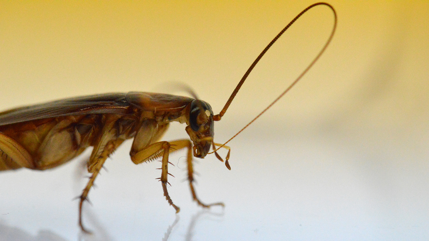 German cockroach female