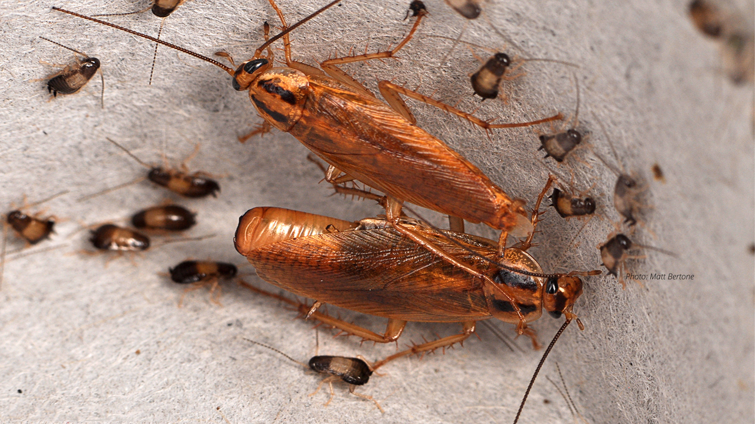 close up of roaches