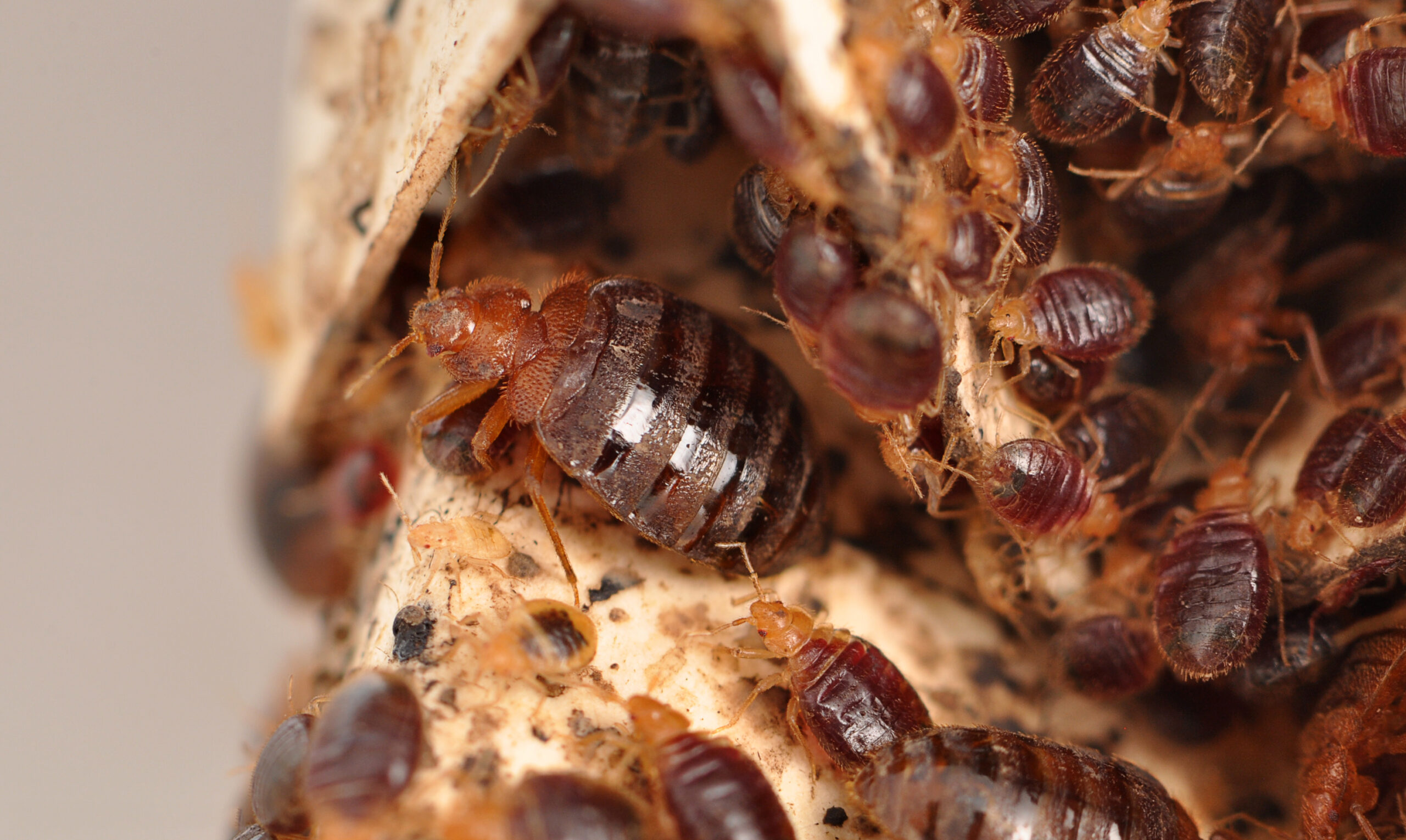 close up of bedbugs