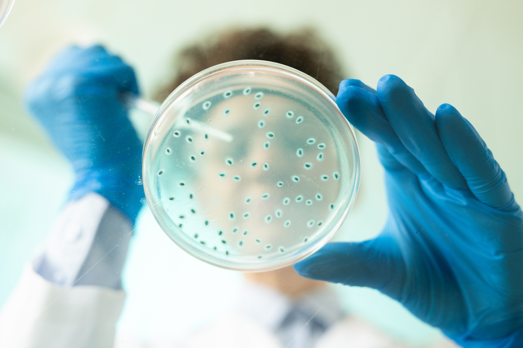 microbiological petri dish