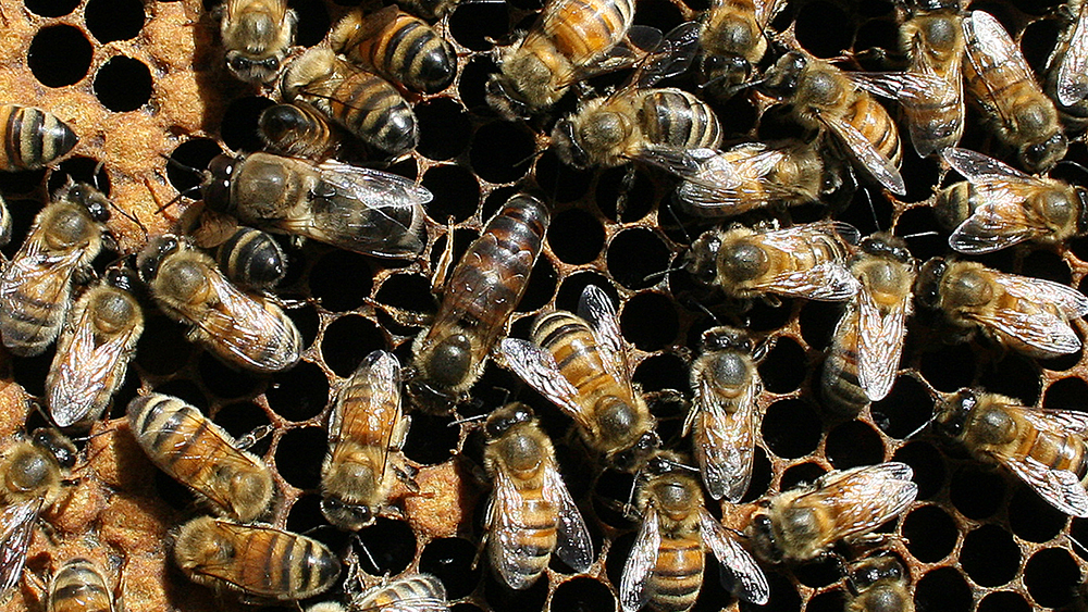 up close picture of bees