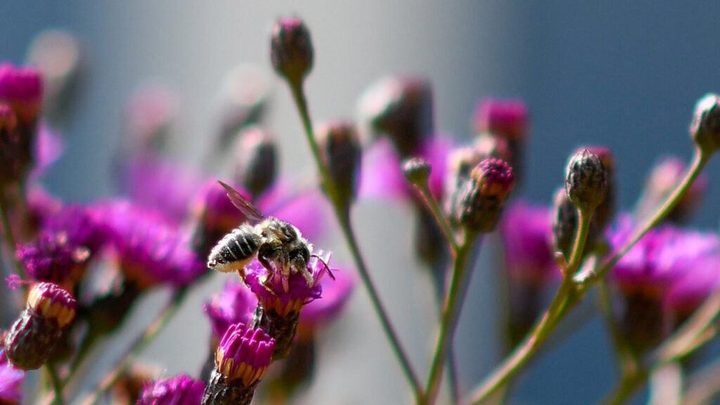 close up of bee on purple flower
