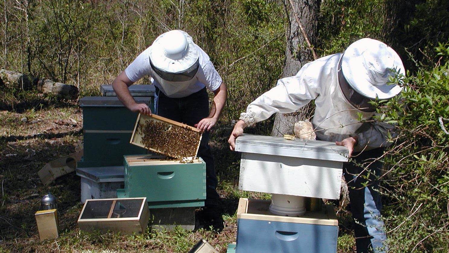 beekeepers tending to bees.