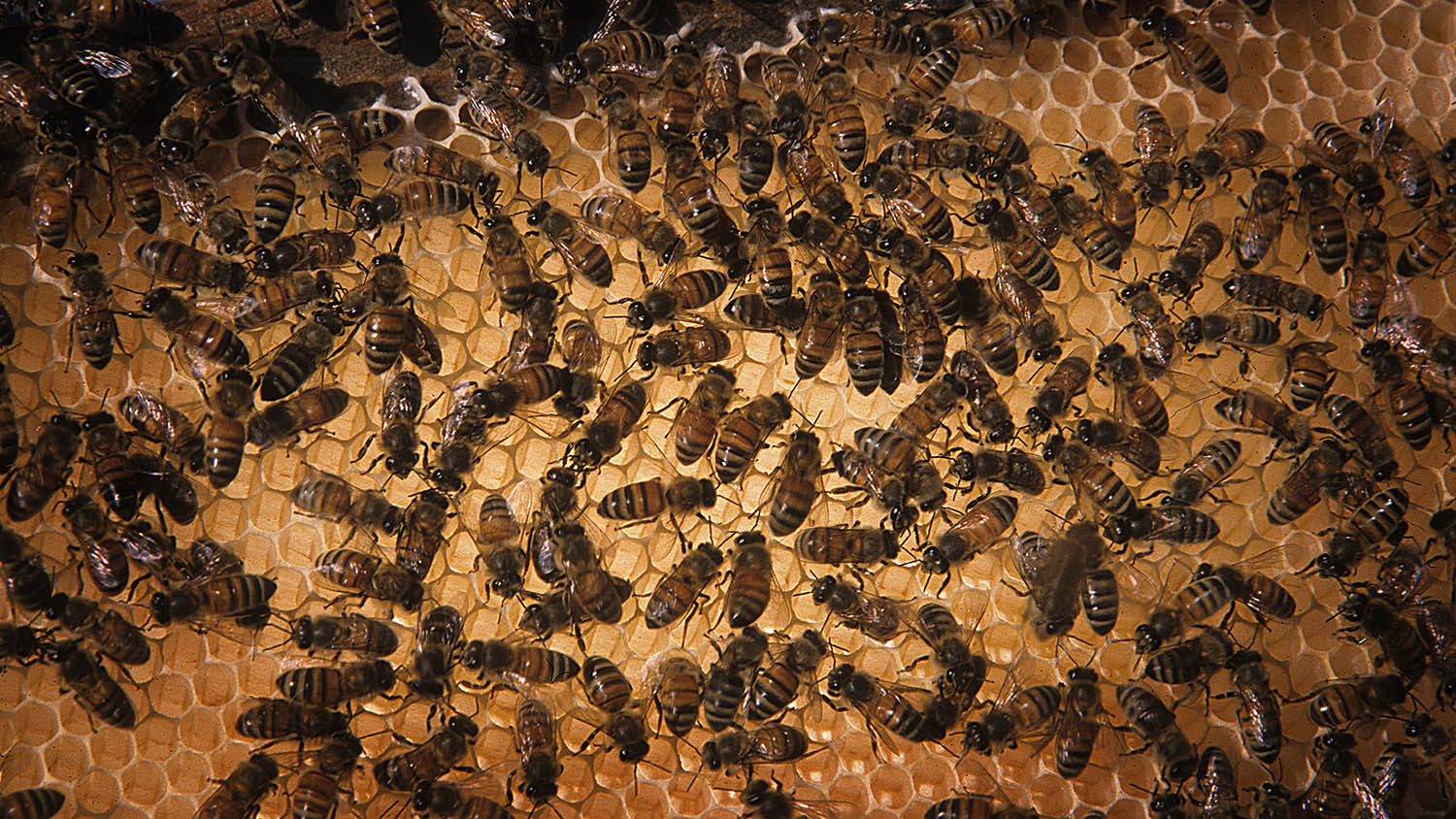 close up image of honey bees