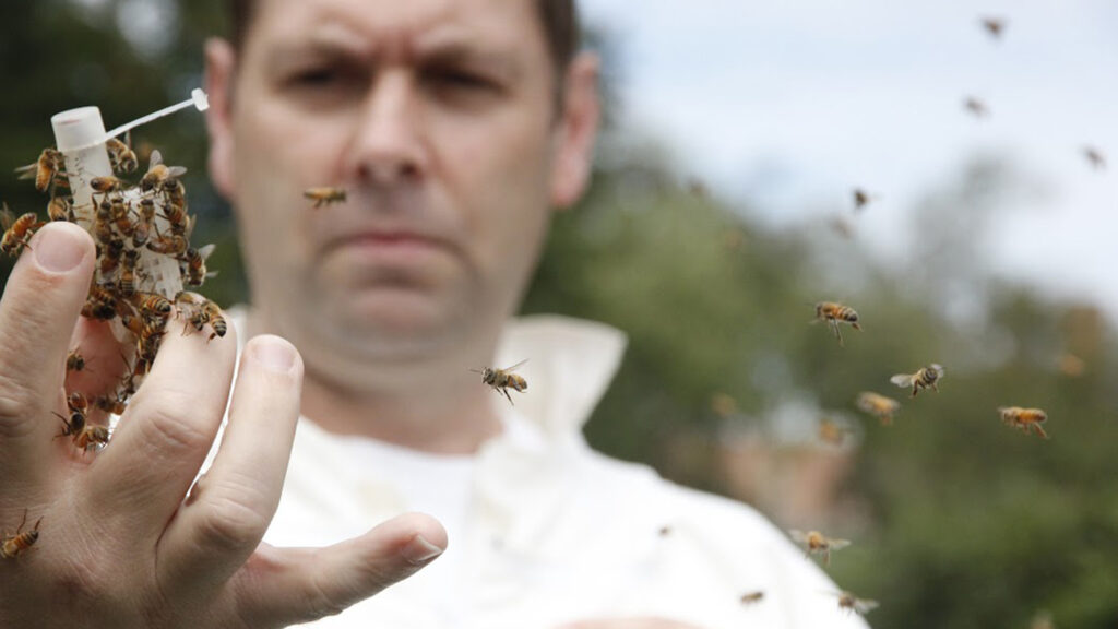 Apiculture specialist Dave Tarpy handling honey bees