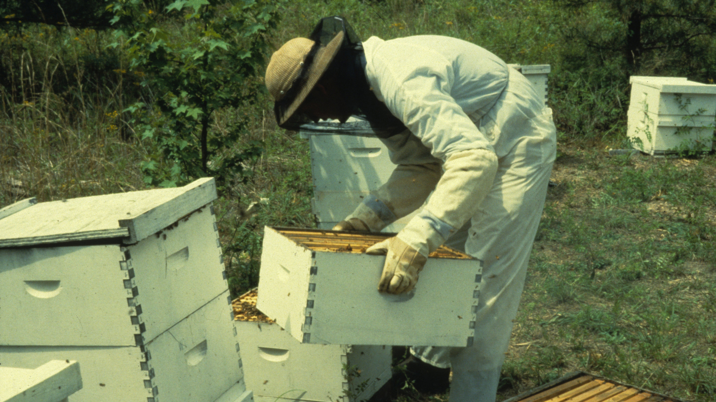 beekeepers tending to bees