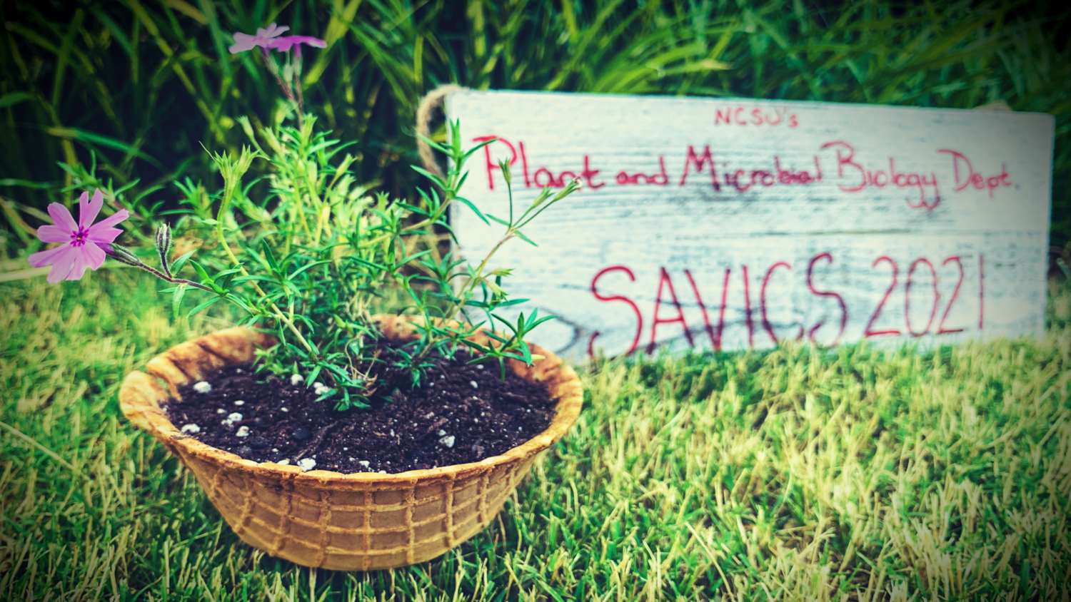 Header for news post - flowers planted in waffle cone bowl with sign that reads "NCSU's Plant and Microbial Biology Dept. SAVICS 2021"