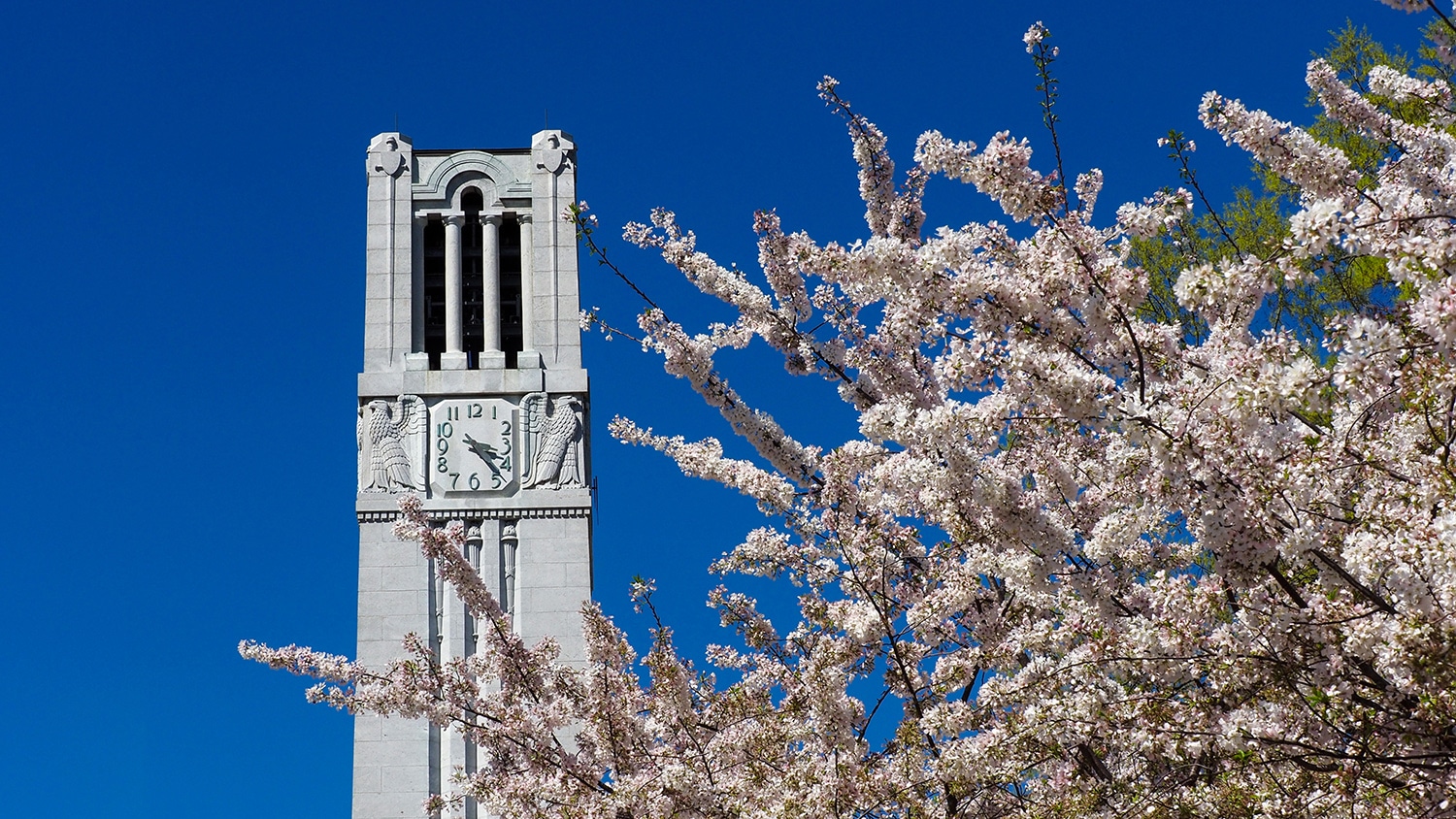 Header for news post - Bell tower with a beautiful blooming tree in frame