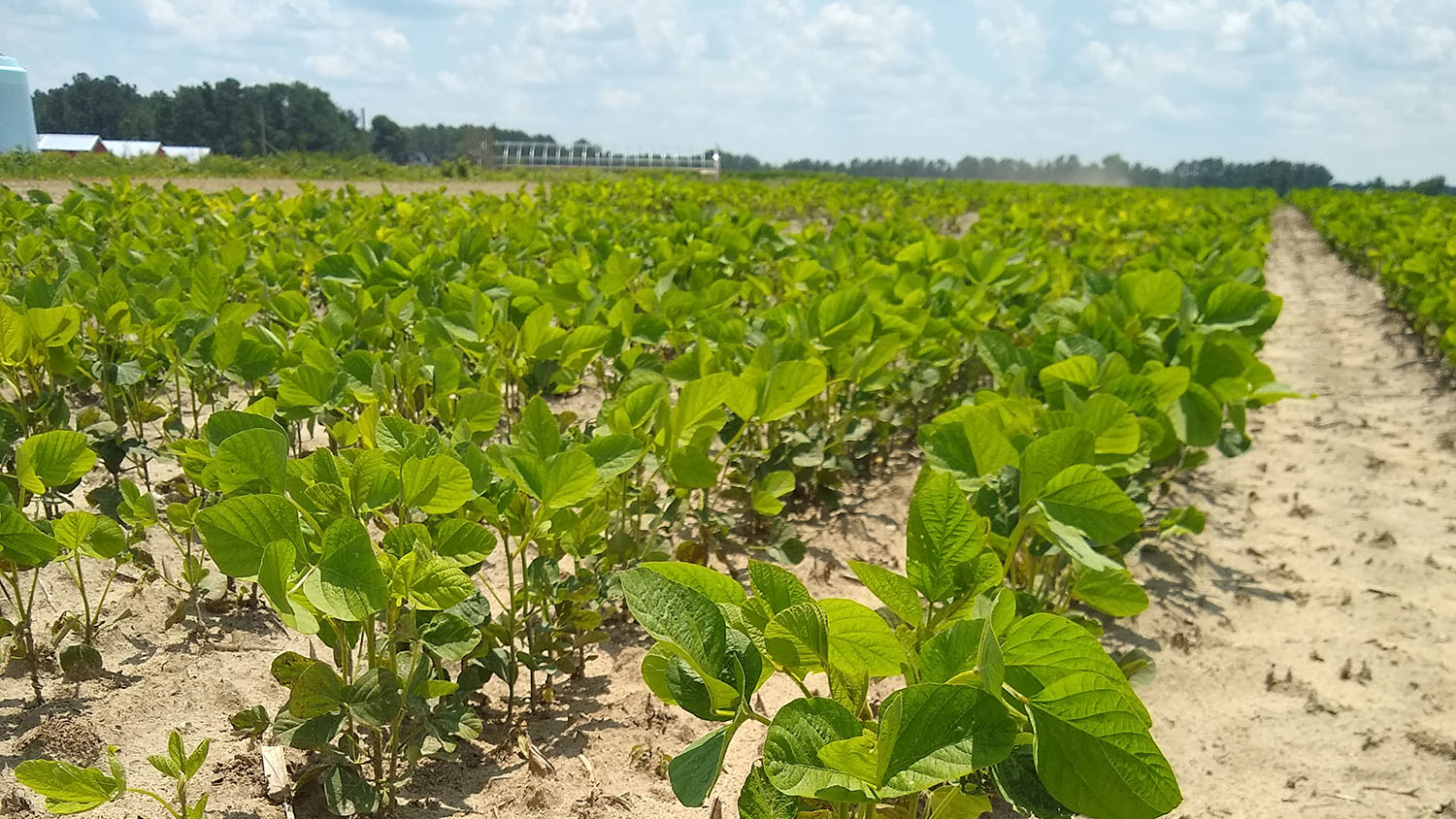 Header for news post - rows of planted soybeans